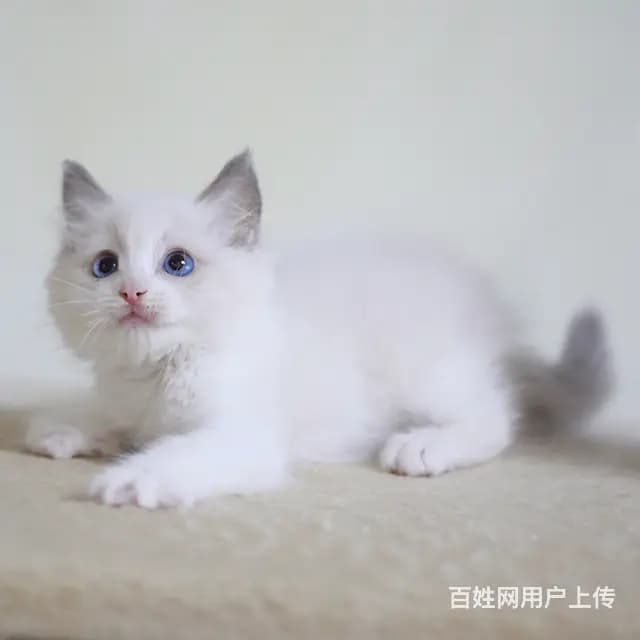 万宁纯种布偶猫猫舍 正规猫舍家庭式繁育 - 图片 1